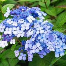 5 Tellers Blue Hydrangea Seeds Perennial Garden Hardy Shrub Flower Seed - $8.88