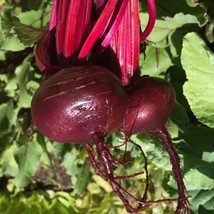 Frees Shipping Detroit Dark Red Beet Seeds USA Seller - £8.96 GBP