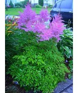 25 Of ASTILBE CHINENSIS PURPLE AMETHYST COLORED  FLOWER SEEDS - PERENNAL - £7.85 GBP