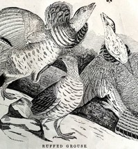 Ruffled Grouse Victorian 1856 Bird Art Plate Print Antique Nature Epheme... - $39.99