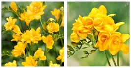 15 Freesia - Double Yellow Flower Bulbs - Garden Plant - $26.99