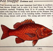Red Snapper 1939 Salt Water Fish Gordon Ertz Color Plate Print Antique P... - $29.99