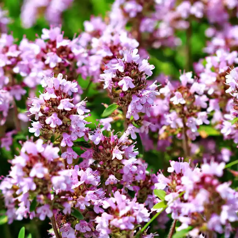 Creeping Thyme WILD 500 Seeds Groundcover Perennial Purple Fragrant Bees Non-GMO - £7.70 GBP