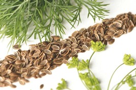 500 Seeds Dill Bouquet Non-GMO Heirloom Herb Spice Fresh Seeds - $89.02 MXN