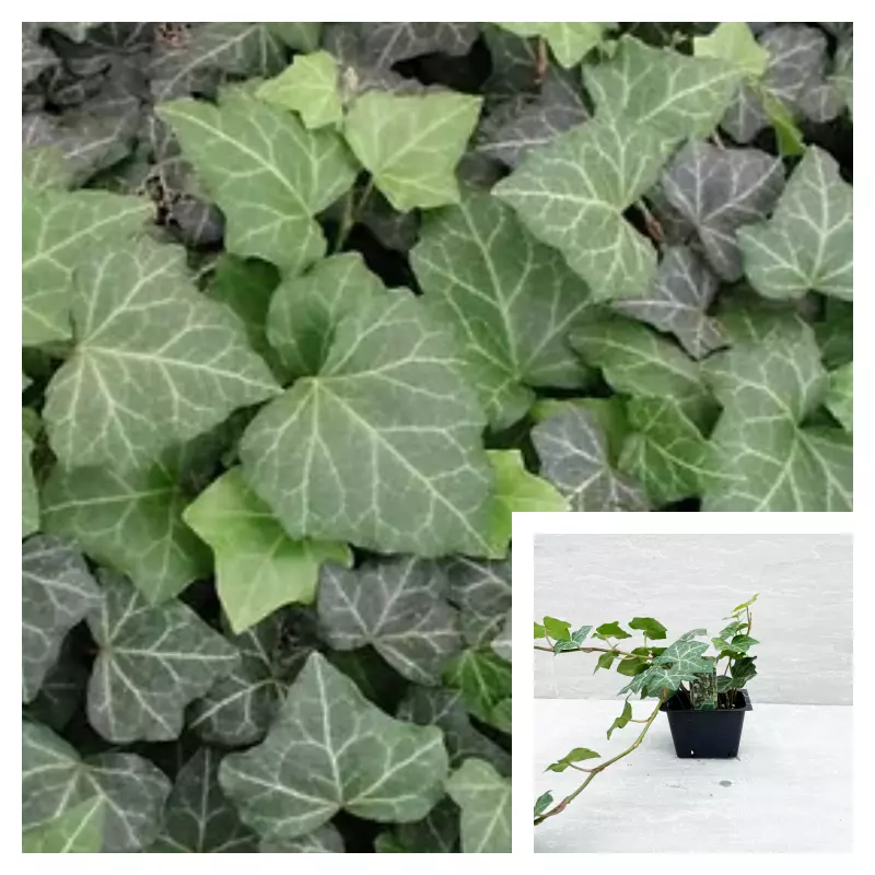 Hedera helix Baltica 4Inches Pot English Ivy Baltic Ivy Algerian Ivy Liv... - $18.99