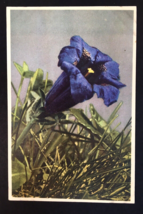 Stemless Gentian Blue Flower PC c1950 Printed in Switzerland  - £4.66 GBP