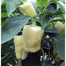 USA SELLER Giant Szegedi Sweet Peppers Seeds Fast Shipping - $9.80