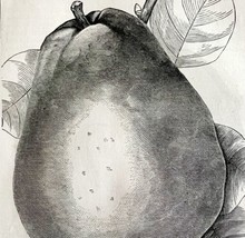 Duchesse D&#39;Angouleme Pear 1863 Victorian Agriculture Steel Plate Fruit A... - $49.99