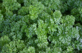 50 Pc Seeds Moss Curled Green Parsley Seeds, Parsley Seeds for Planting | RK - £14.82 GBP