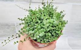 Peperomia Prostrata in 3&quot; Pot - £23.51 GBP