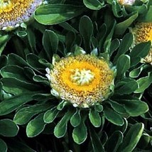 THJAR 30+ INCREDIBLE HULK ASTER  FLOWER SEEDS / LONG VASE LIFE - $6.99