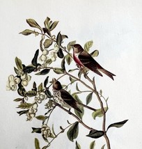 Common Redpoll Bird Lithograph 1950 Audubon Antique Art Print Finches DWP6A - £23.56 GBP