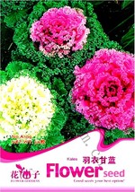 Brassica Oleracea Red White Ornamental Kale Mixed Seeds, Original Pack, 50 Seeds - £2.79 GBP