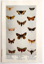 1927 Moths 14 Types Insects Chart Art Plate Color Book Print Wildlife F14C - $19.99