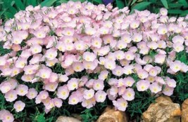 PWO Pink Primrose Evening Primrose  Heirloom Flower  Non-Gmo Perennial 200 Seeds - £5.66 GBP