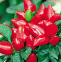 “ 20 PCS SEEDS Red Heart Ornamental Pepper Seeds, Original Pack, Bright Red Edib - £8.26 GBP