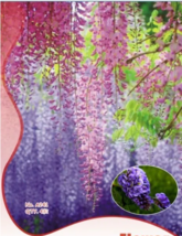 SEED Blue Chinese Wisteria Vine Wisteria sinensis Seeds - $6.99