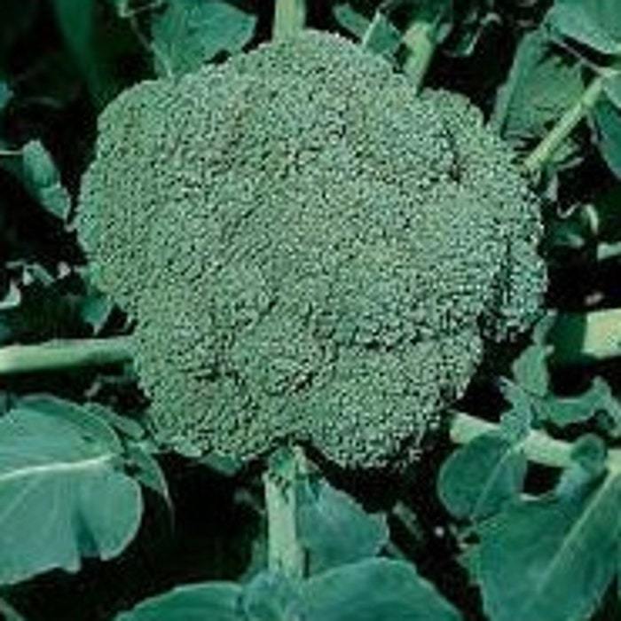Waltham 29 Broccoli Seeds Organic Fresh Gardening Item image 2