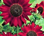 Velvet Queen Sunflower Seed 50 Seeds Non-Gmo Fast Shipping - $7.99