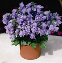 60Seeds Purple Mini Campanula Flower - $30.00