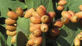 50 seeds, Orange Fruit Prickly Pear Cactus, Opuntia megacantha, Nopal Picochulo. - £31.38 GBP