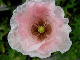 50 Seeds Angel Choir Poppy Flower Grain Blend/Perennial/Papaver - £11.29 GBP