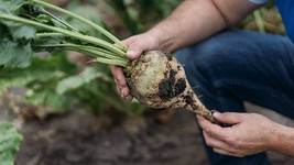 Sugar beet in hand thumb200