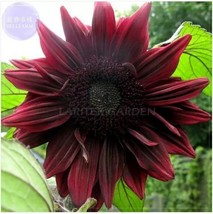 15 Seeds Black Magic&#39; Almost Black Red Ornamental Sunflowers - $200.58 MXN