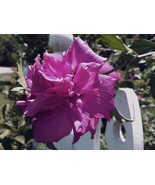 SML Hibiscus Syriacus Ardens Double Purple 10 Seeds Bulk Seeds - €12,49 EUR