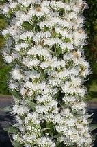 50 Blanc Echium Semences Florales/Reseeding Annual/ Cerf Résistant  SG - $14.86