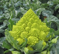 Romanesco Broccoli Seeds 200 Vegetable Garden Fresh Garden Fast Shipping - $3.98