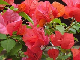 PATBO Well Rooted AFTERGLOW Bougainvillea starter/plug plant - £25.79 GBP