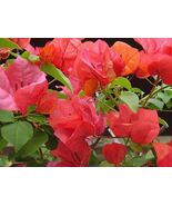 PATBO Well Rooted AFTERGLOW Bougainvillea starter/plug plant - $32.80