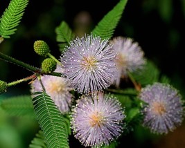 Mimosa Pudica (Sensitive Plant) 50 seeds - £1.58 GBP
