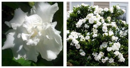 Gardenia Jasminoides Plant VETCHII Intensely Fragrant Double White Flowers - £42.48 GBP