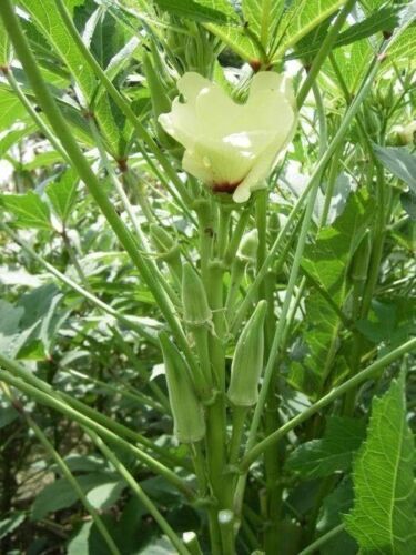 MBK Clemson Spineless Okra 50 Seeds Nongmo Gumbo Lady&#39;S Fingers Gombo Be... - $8.79