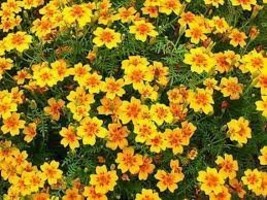 200 Seeds Tagetes Tenuifolia Signet Marigold Gem Mixed Seeds - $9.98