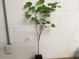 Eastern Redbud qt pot Cercis canadensis image 3