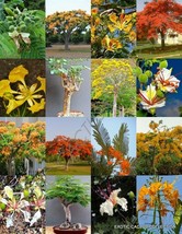 DELONIX TREE MIX rare flower plant huge flamboyan fragrant bonsai tree- 10 seeds - £7.11 GBP