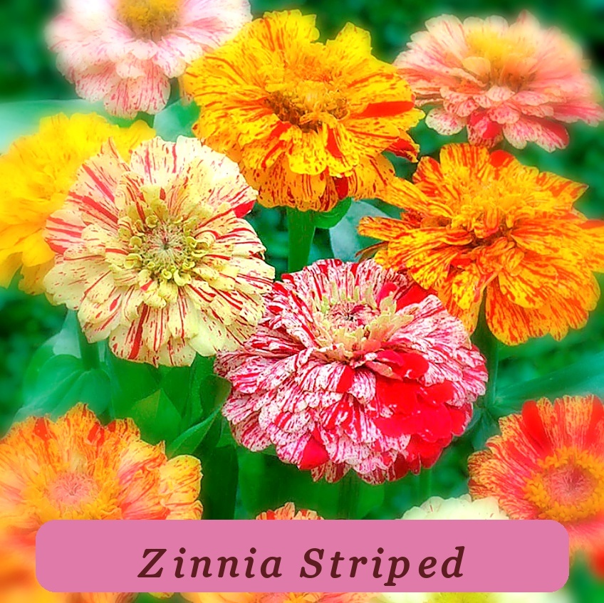 Strong Plant Zinnia Candy Striped Heirloom Double Flowers With Stripes Usa - $5.39