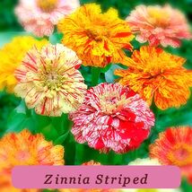 7542 zinnia striped pop thumb200
