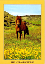 Postcard The  Icelandic Horse Grazing Amid Wildflowers Iceland  Unposted  6 x 4&quot; - £3.98 GBP