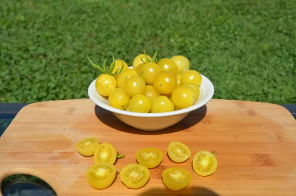 25 seeds Lemon Drop Organic Tomato Heirloom Seeds Swift Planting Instant... - $10.79