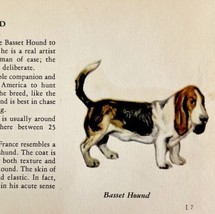 Basset Hound 1939 Dog Breed Art Ole Larsen Color Plate Print Antique PCBG17 - $29.99