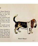 Basset Hound 1939 Dog Breed Art Ole Larsen Color Plate Print Antique PCBG17 - £23.59 GBP