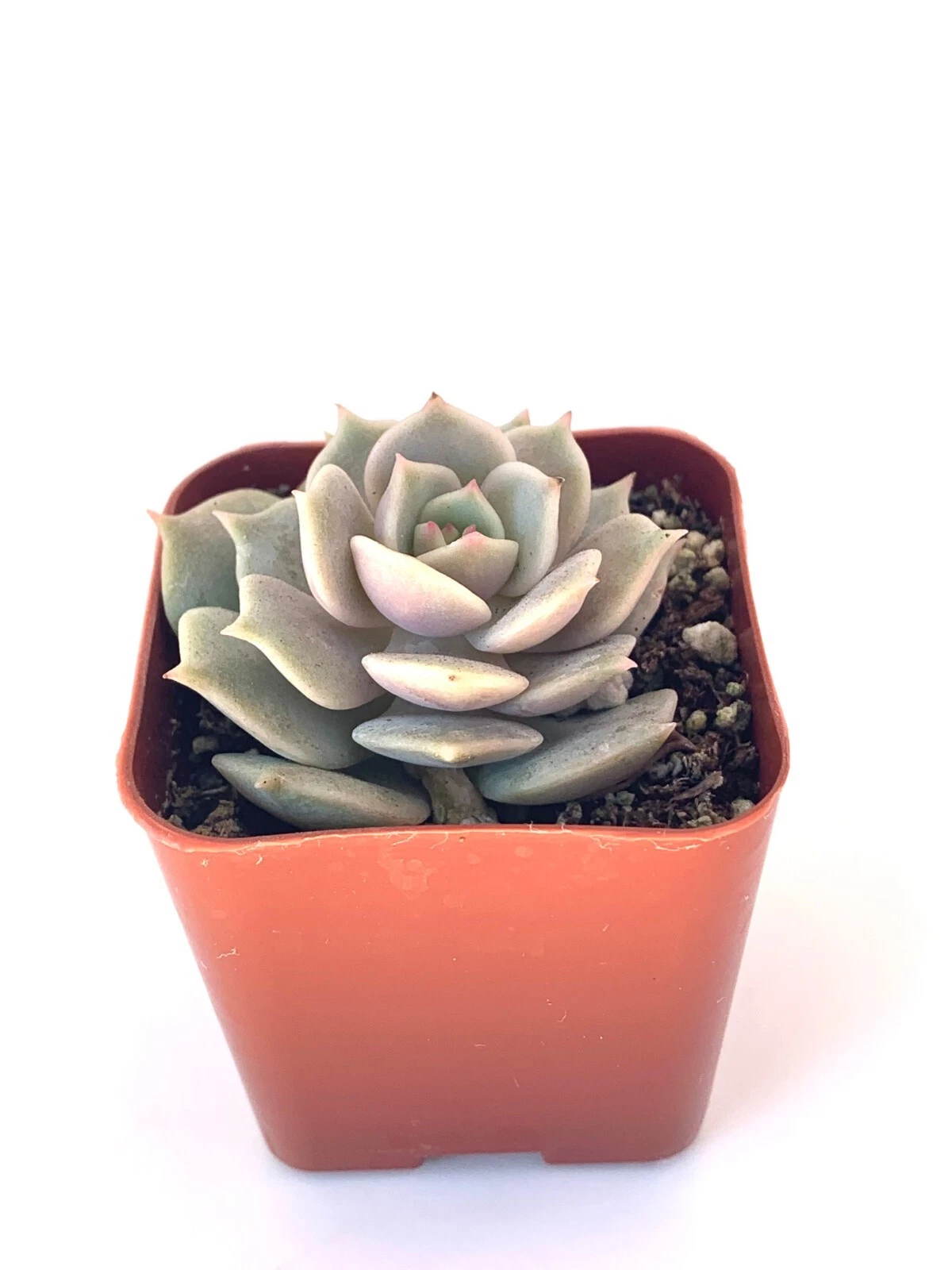 Echeveria Lola Succulents Live Plants in 2&quot; pots - $21.43