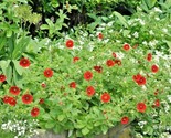 100 Seeds Pontentilla Scarlet Cinquefoil Seed Native Perennial Compact F... - £7.20 GBP