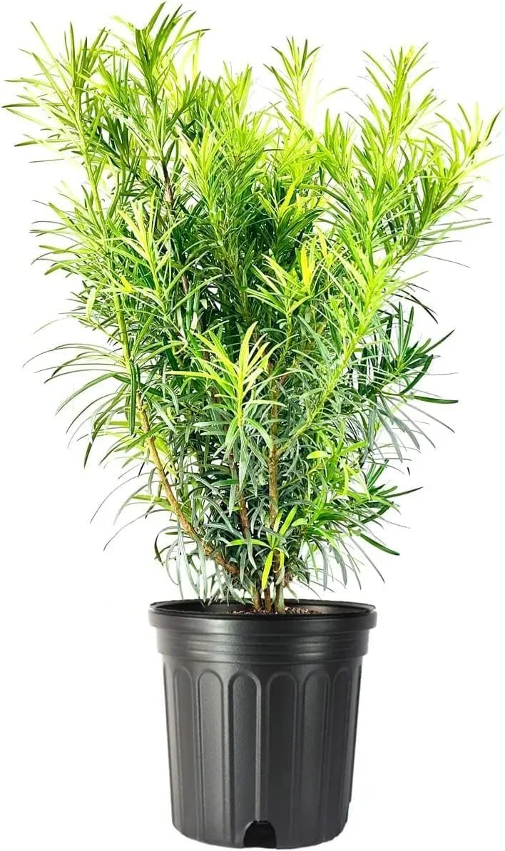 Podocarpus Macrophyllus Extra Large 3 Gallon Plant Japanese Yew Low - £73.05 GBP