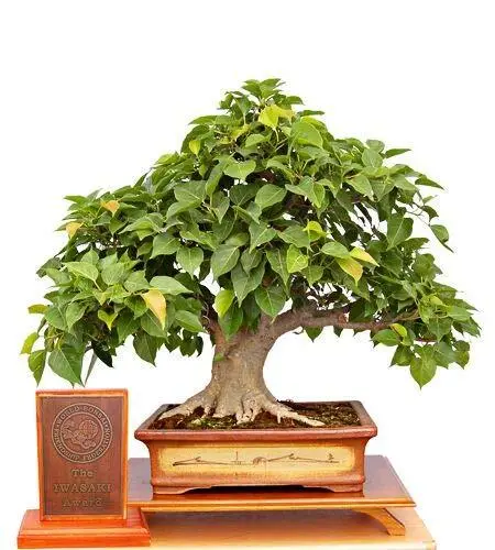 Fresh Sacred Fig Bonsai Tree Seeds 25+ Seeds Ficus Religiosa Sacred Ficus Tree G - £15.66 GBP