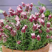 30 Most Fragrant Red Lavender Seeds Flower Perennial - £14.27 GBP